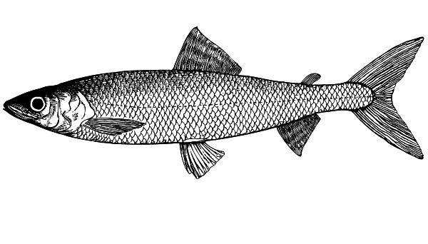 Иллюстрация к книге — Васюткино озеро. С вопросами и ответами для почемучек [i_009.jpg]