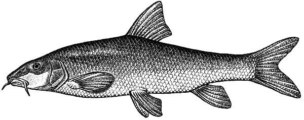 Иллюстрация к книге — Васюткино озеро. С вопросами и ответами для почемучек [i_011.jpg]