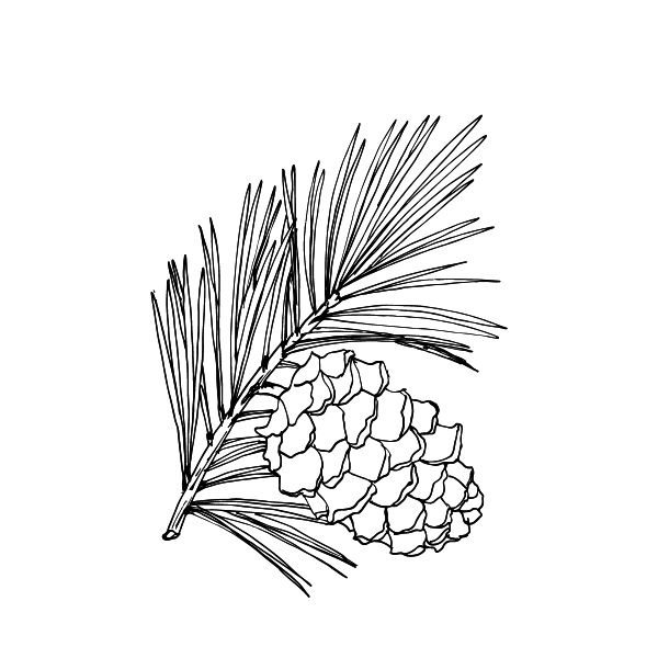 Иллюстрация к книге — Васюткино озеро. С вопросами и ответами для почемучек [i_013.jpg]