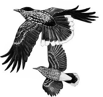 Иллюстрация к книге — Васюткино озеро. С вопросами и ответами для почемучек [i_015.jpg]