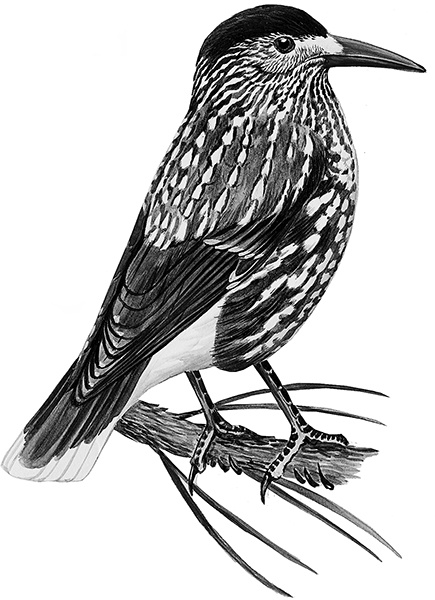 Иллюстрация к книге — Васюткино озеро. С вопросами и ответами для почемучек [i_016.jpg]