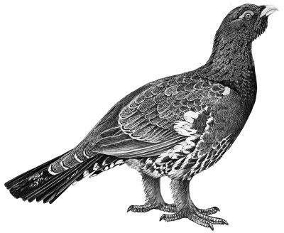 Иллюстрация к книге — Васюткино озеро. С вопросами и ответами для почемучек [i_018.jpg]