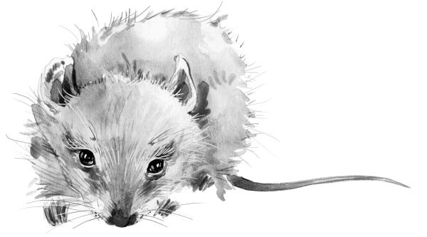 Иллюстрация к книге — Васюткино озеро. С вопросами и ответами для почемучек [i_024.jpg]