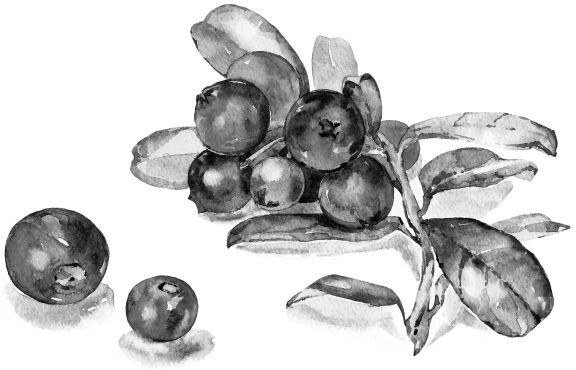 Иллюстрация к книге — Васюткино озеро. С вопросами и ответами для почемучек [i_030.jpg]