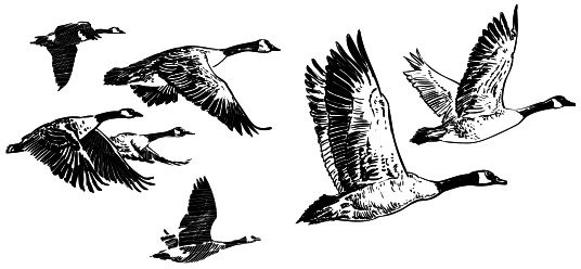 Иллюстрация к книге — Васюткино озеро. С вопросами и ответами для почемучек [i_054.jpg]