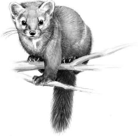 Иллюстрация к книге — Васюткино озеро. С вопросами и ответами для почемучек [i_066.jpg]