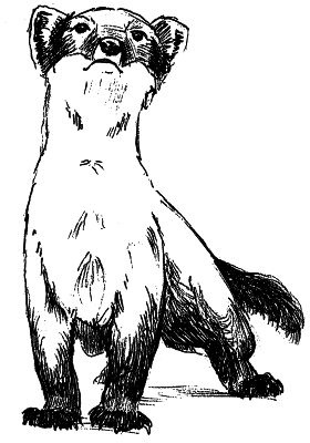 Иллюстрация к книге — Васюткино озеро. С вопросами и ответами для почемучек [i_068.jpg]