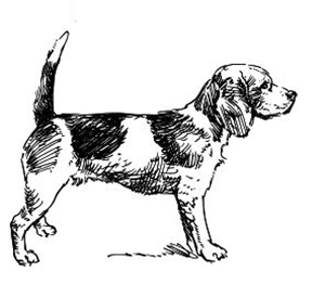 Иллюстрация к книге — Васюткино озеро. С вопросами и ответами для почемучек [i_072.jpg]