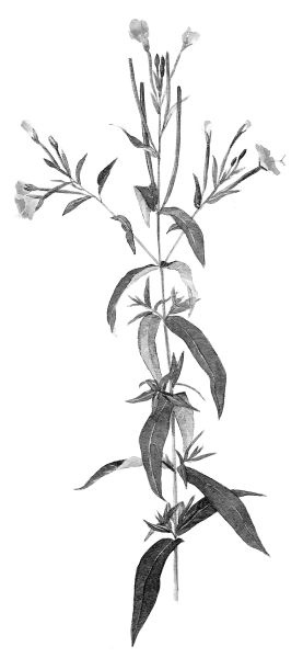 Иллюстрация к книге — Васюткино озеро. С вопросами и ответами для почемучек [i_075.jpg]