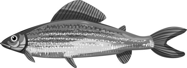 Иллюстрация к книге — Васюткино озеро. С вопросами и ответами для почемучек [i_076.jpg]