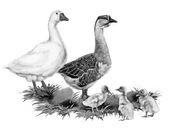 Иллюстрация к книге — Васюткино озеро. С вопросами и ответами для почемучек [i_089.jpg]