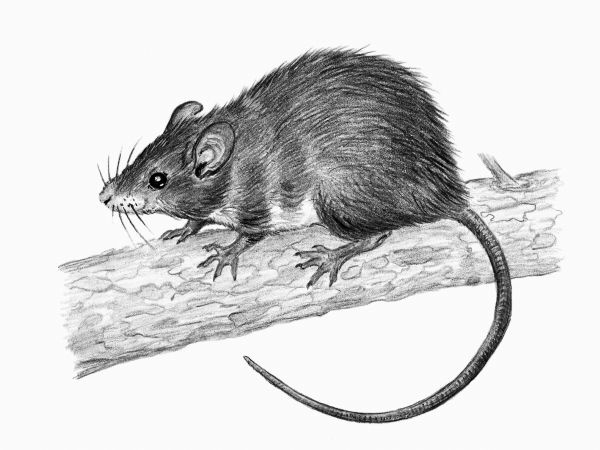 Иллюстрация к книге — Васюткино озеро. С вопросами и ответами для почемучек [i_091.jpg]