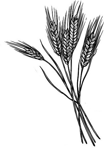 Иллюстрация к книге — Васюткино озеро. С вопросами и ответами для почемучек [i_095.jpg]