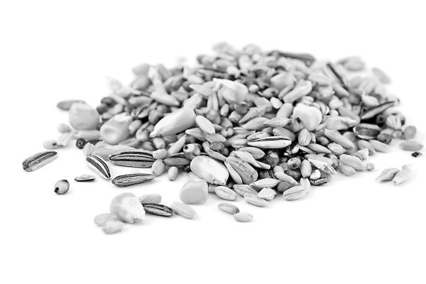 Иллюстрация к книге — Васюткино озеро. С вопросами и ответами для почемучек [i_104.jpg]