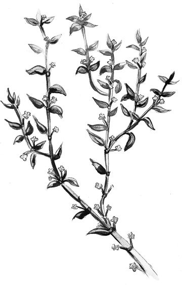 Иллюстрация к книге — Васюткино озеро. С вопросами и ответами для почемучек [i_118.jpg]