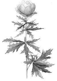 Иллюстрация к книге — Васюткино озеро. С вопросами и ответами для почемучек [i_119.jpg]