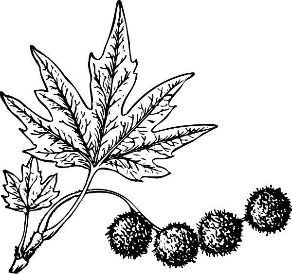 Иллюстрация к книге — Васюткино озеро. С вопросами и ответами для почемучек [i_123.jpg]