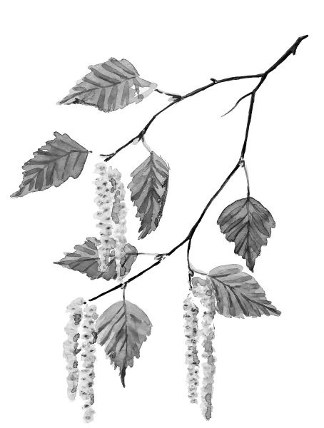 Иллюстрация к книге — Васюткино озеро. С вопросами и ответами для почемучек [i_126.jpg]