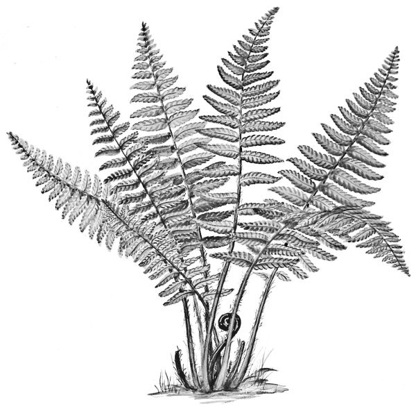 Иллюстрация к книге — Васюткино озеро. С вопросами и ответами для почемучек [i_127.jpg]