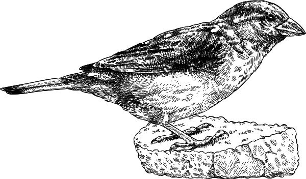 Иллюстрация к книге — Васюткино озеро. С вопросами и ответами для почемучек [i_132.jpg]