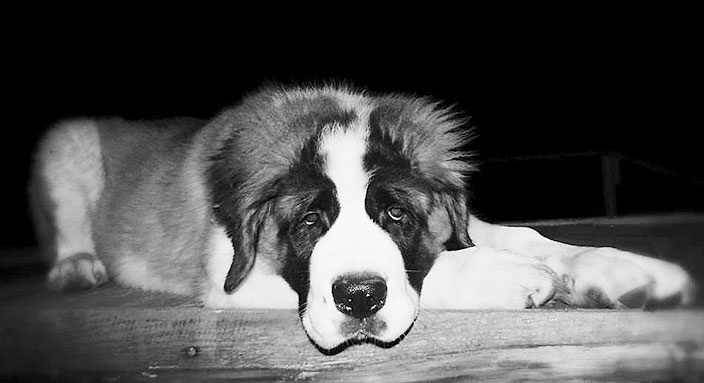 Иллюстрация к книге — Диалог с собакой. Выбираем, воспитываем, дрессируем [i_002.jpg]