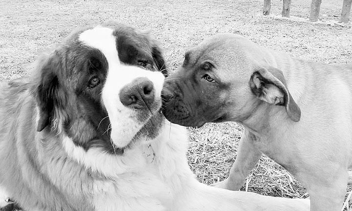 Иллюстрация к книге — Диалог с собакой. Выбираем, воспитываем, дрессируем [i_005.jpg]