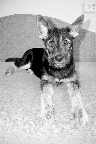 Иллюстрация к книге — Диалог с собакой. Выбираем, воспитываем, дрессируем [i_009.jpg]