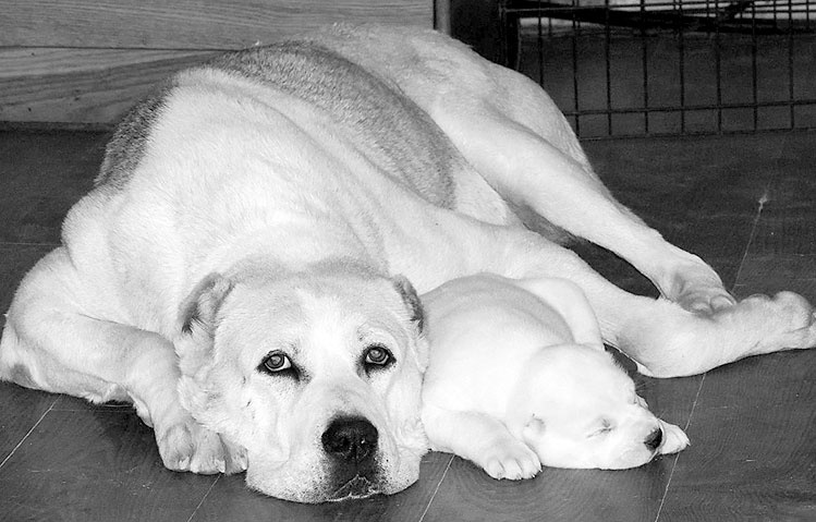 Иллюстрация к книге — Диалог с собакой. Выбираем, воспитываем, дрессируем [i_012.jpg]