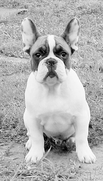 Иллюстрация к книге — Диалог с собакой. Выбираем, воспитываем, дрессируем [i_017.jpg]