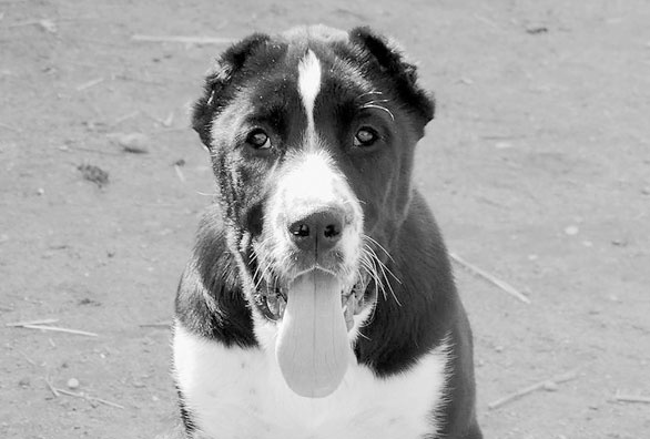 Иллюстрация к книге — Диалог с собакой. Выбираем, воспитываем, дрессируем [i_026.jpg]