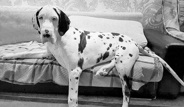 Иллюстрация к книге — Диалог с собакой. Выбираем, воспитываем, дрессируем [i_029.jpg]