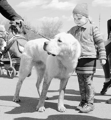 Иллюстрация к книге — Диалог с собакой. Выбираем, воспитываем, дрессируем [i_030.jpg]