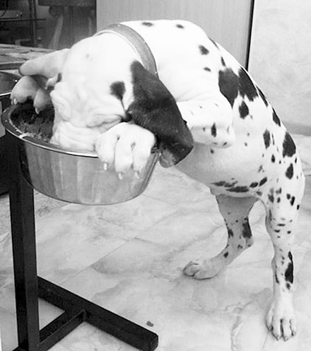 Иллюстрация к книге — Диалог с собакой. Выбираем, воспитываем, дрессируем [i_031.jpg]