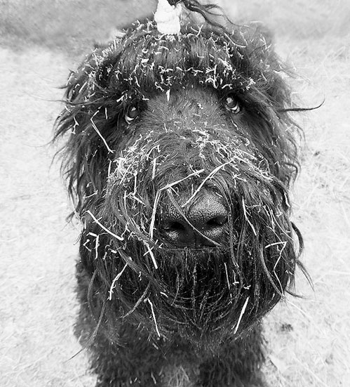 Иллюстрация к книге — Диалог с собакой. Выбираем, воспитываем, дрессируем [i_033.jpg]