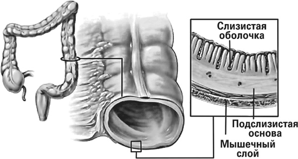 Иллюстрация к книге — Мифы о нашем теле. Научный подход к примитивным вопросам [i_004.jpg]