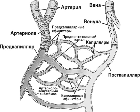 Иллюстрация к книге — Мифы о нашем теле. Научный подход к примитивным вопросам [i_009.jpg]
