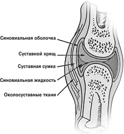 Иллюстрация к книге — Мифы о нашем теле. Научный подход к примитивным вопросам [i_030.jpg]