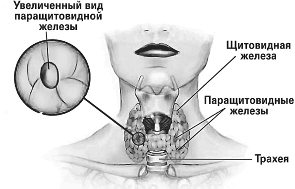 Иллюстрация к книге — Мифы о нашем теле. Научный подход к примитивным вопросам [i_031.jpg]
