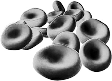 Иллюстрация к книге — Мифы о нашем теле. Научный подход к примитивным вопросам [i_039.jpg]