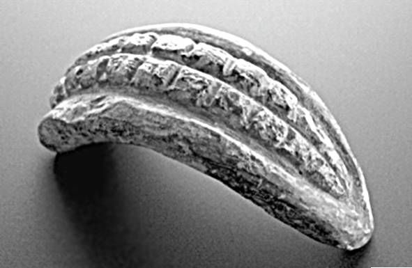 Иллюстрация к книге — Из истории зубоврачевания, или Кто лечит зубы монархам [i_040.jpg]