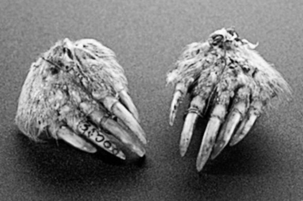 Иллюстрация к книге — Из истории зубоврачевания, или Кто лечит зубы монархам [i_064.jpg]