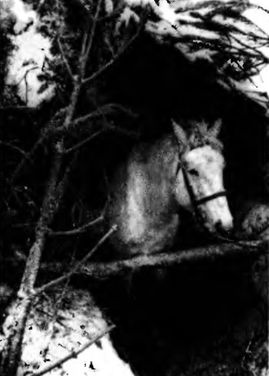 Иллюстрация к книге — "Долина смерти". Трагедия 2-й ударной армии [i_052.jpg]