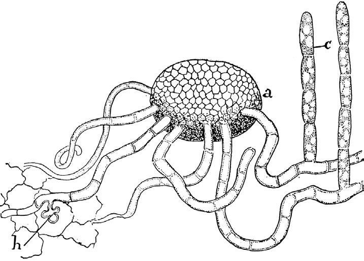 Иллюстрация к книге — Загадки Древней Руси [i_070.jpg]