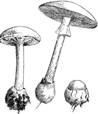 Иллюстрация к книге — Загадки Древней Руси [i_073.jpg]