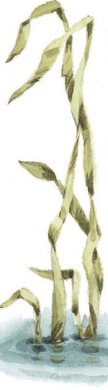 Иллюстрация к книге — Господин Куцехвост и иностранный шпион [i_055.jpg]