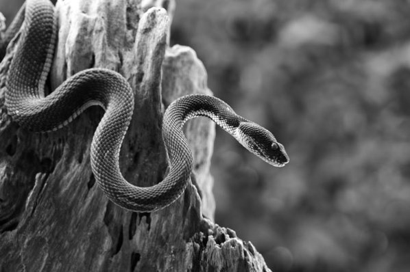 Иллюстрация к книге — Новые угрозы XXI века [image29.jpg]