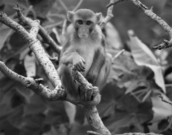 Иллюстрация к книге — Новые угрозы XXI века [image31.jpg]