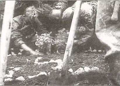 Иллюстрация к книге — 1941 год глазами немцев. Березовые кресты вместо железных [i_031.jpg]