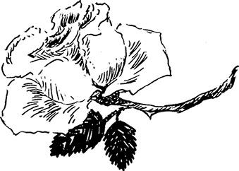 Иллюстрация к книге — Сказки Долины Муми-троллей [i_078.jpg]