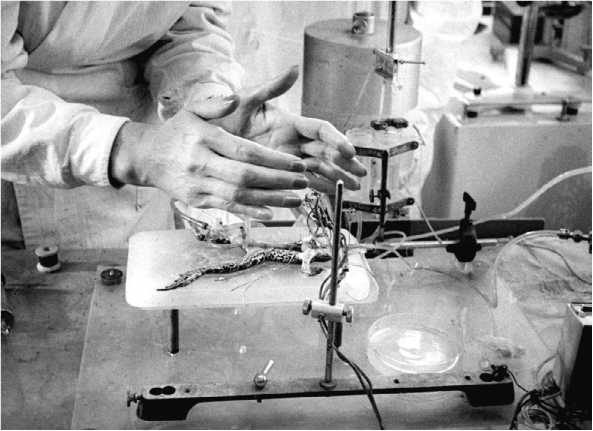 Иллюстрация к книге — Джуна. Тайна великой целительницы [i_026.jpg]